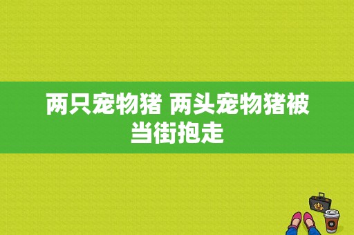 两只宠物猪 两头宠物猪被当街抱走